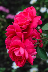Close-up of rose flowers
