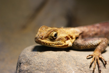 Agama lizard on stone
