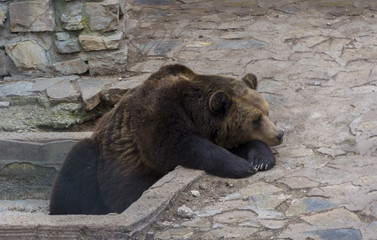 Fototapeta premium Brown bear.Grizzli-predator.Big brown bear in the zoo