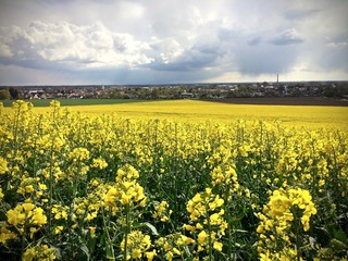 Fototapeta premium rapeseed field
