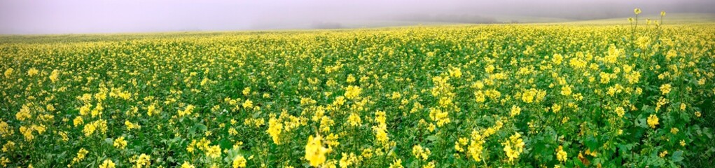 Obraz premium foggy panorama of rapeseed field
