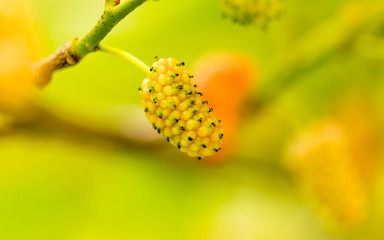 Mulberry berries on a tree in the nature