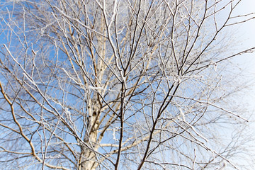 Fototapeta na wymiar White birch branches in winter against a blue sky