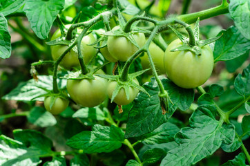 Unripe tomatoes in garden