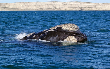 Fototapeta premium Southern right whale at Puerto Piramides in Valdes Peninsula, Atlantic Ocean, Argentina