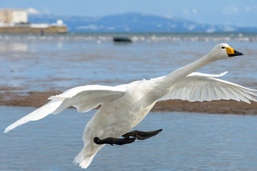 Fototapeta na wymiar 巨大な白鳥、着水準備、空中の急ブレーキ