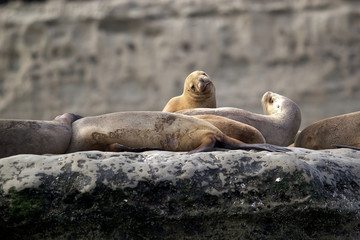 Sea Lions on the rock in the Valdes Peninsula, Atlantic Ocean, Argentina