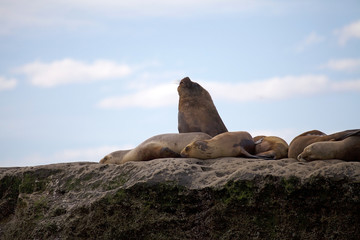 Naklejka premium Sea Lions on the rock in the Valdes Peninsula, Atlantic Ocean, Argentina