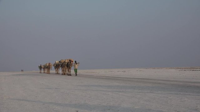 Caravans with salt in the desert Danakil