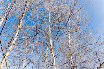 White birch branches in winter against a blue sky
