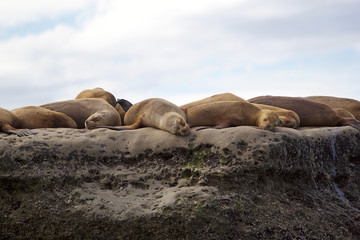 Fototapeta premium Sea Lions on the rock in the Valdes Peninsula, Atlantic Ocean, Argentina
