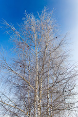 White birch branches in winter against a blue sky