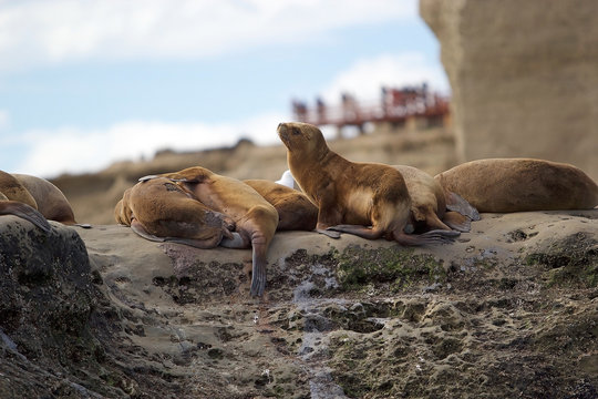 Sea Lions on the rock in the Valdes Peninsula, Atlantic Ocean, Argentina