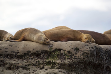 Sea Lions on the rock in the Valdes Peninsula, Atlantic Ocean, Argentina