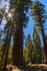 Fototapeta premium Beautiful scenery on the Big Trees Trail in Sequoia National Park where are the biggest trees of the world, California. USA.