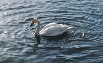 White swans on the lake water.