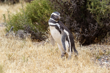 The Magellanic penguin (Spheniscus magellanicus) at Punta Tombo in the Atlantic Ocean, Patagonia, Argentina