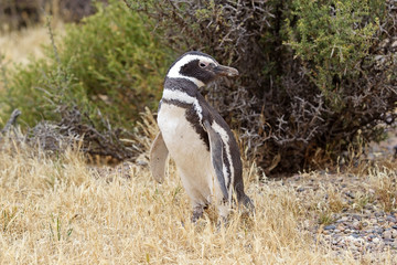 The Magellanic penguin (Spheniscus magellanicus) at Punta Tombo in the Atlantic Ocean, Patagonia, Argentina