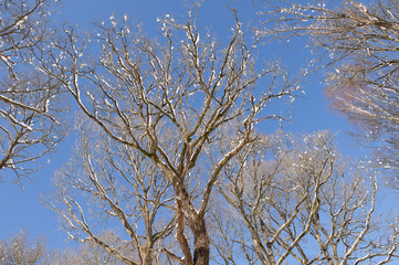 Fototapeta premium Arbres sur fond de ciel bleu