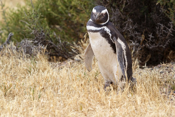 The Magellanic penguin (Spheniscus magellanicus) at Punta Tombo in the Atlantic Ocean, Patagonia, Argentina