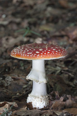 Poisonous mushrooms from Turkey