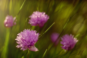 Obraz premium Onion blossomed