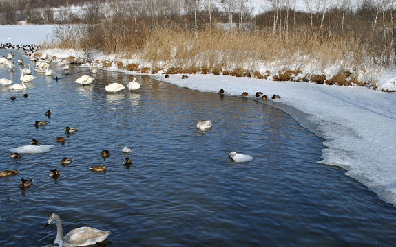 White swans on the lake in the winter season
