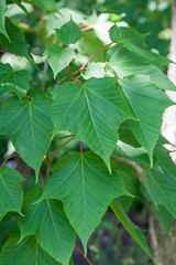 Obraz premium Acer capillipes Schlangenhautahorn Laub