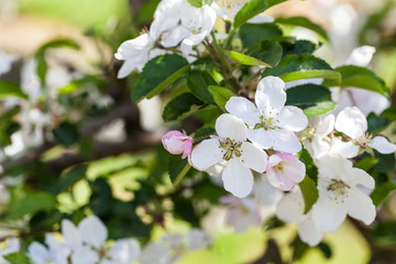 Apple blossom at spring