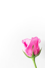 pink roses on a white background
