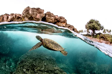 Zelfklevend Fotobehang Mooie groene zeeschildpad die in tropisch eilandrif in Hawaï zwemt, verdeeld over/onderwaterbeeld © Ryan