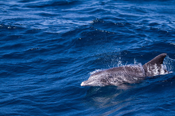 Bottle nose dolphin surfing the waves in south africa
