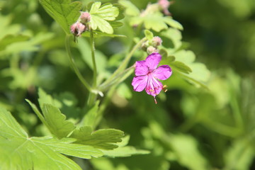 Fototapeta premium spring flowers