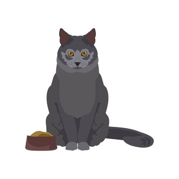 flat illustration of a cat