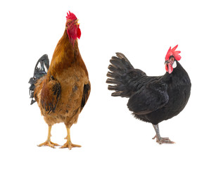 rooster