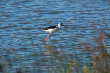 AVOCETTE ELEGANTE 