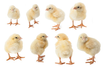small fluffy yellow Easter Chickens on a white background