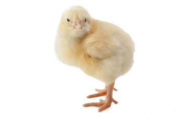 small fluffy yellow Easter chicken on a white background
