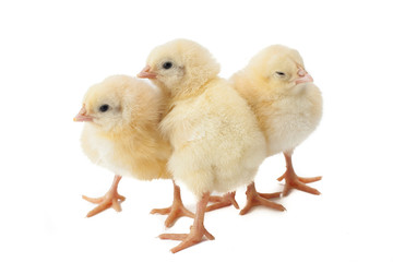 small fluffy yellow Easter Chickens on a white background