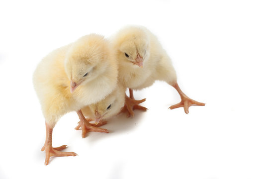 small fluffy yellow Easter Chickens on a white background