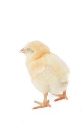small fluffy yellow Easter chicken on a white background