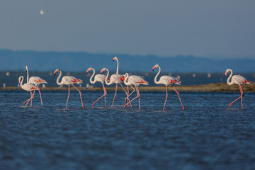 Fototapeta premium FLAMANTS ROSES