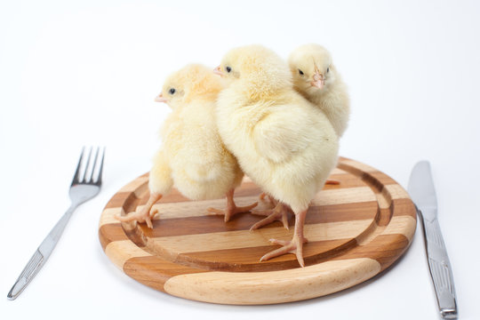 live chickens on a chopping board. On a white background. vegetarianism