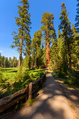 Fototapeta premium People walking on the Big Trees Trail in Sequoia National Park where are the biggest trees of the world, California. USA.