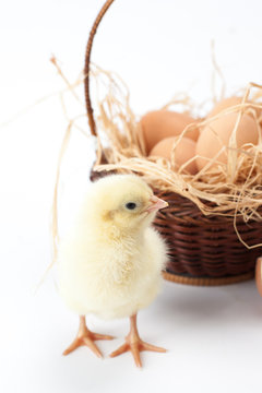 yellow, tiny fluffy chickens in the Easter basket on a white background