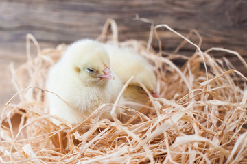 Naklejka na ściany i meble tiny chickens in the henhouse on the hay, happy breeding, happy chickens