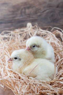 tiny chickens in the henhouse on the hay, happy breeding, happy chickens