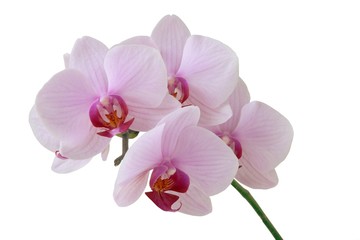 Fototapeta na wymiar pretty orchid isolated close up