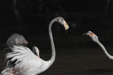 FLAMANTS ROSES