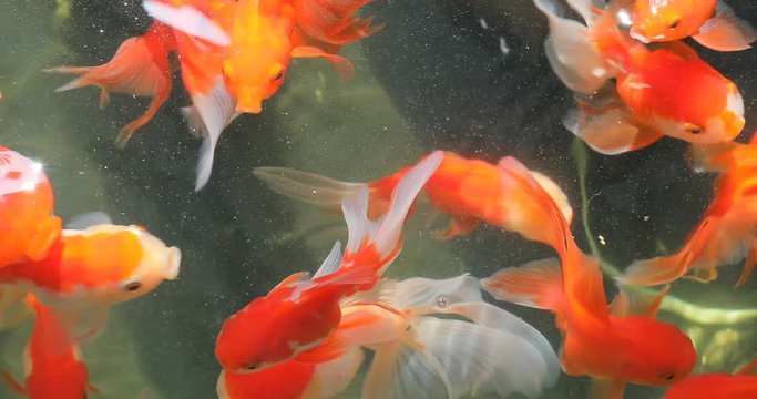 gold fish in under water